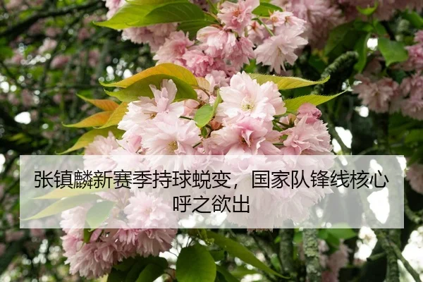 zhang-zhen-lin-xin-sai-ji-chi-qiu-tui-bian-guo-jia-dui-feng-xian-he-xin-hu-zhi-yu-chu-3-332.jpg
