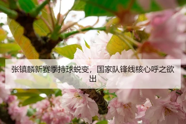 张镇麟新赛季持球蜕变，国家队锋线核心呼之欲出